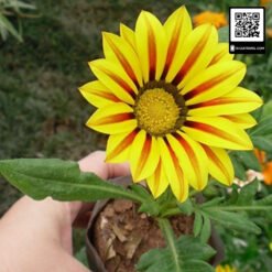 cuc huan chuong 1