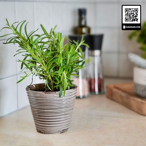 cách trồng hương thảo rosemary từ hạt 2