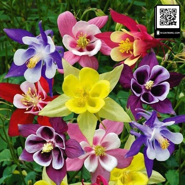 cỏ bồ câu titanic mix