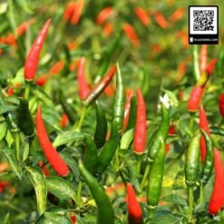 Hạt giống Ớt chỉ thiên - Gói 50 hạt