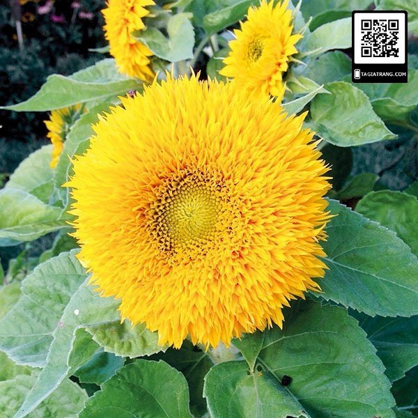 hướng dương kép cao 4