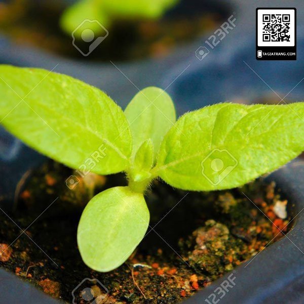 hướng dương kép cao 5