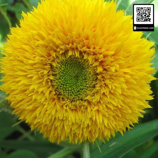 hướng dương kép cao 6 hướng dương kép cao 6