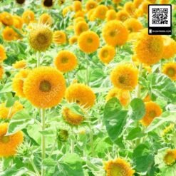 hướng dương kép cao 7