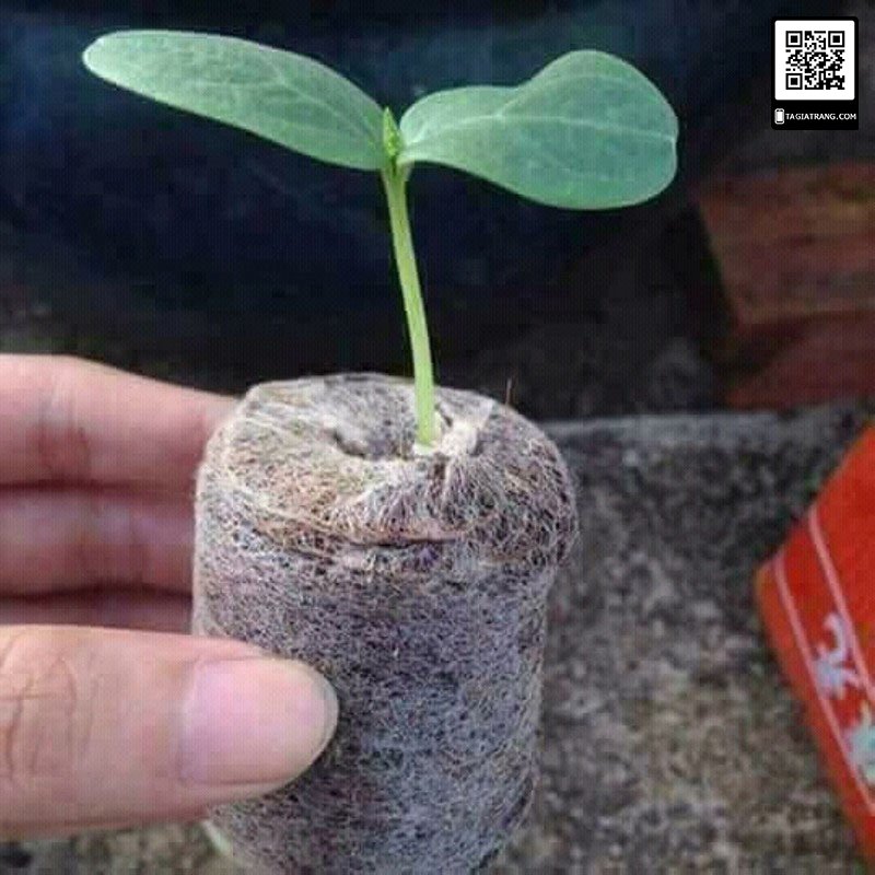 vien nen uom hat xo dua 3