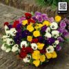 hoa pansy viola 1
