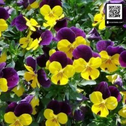 hoa pansy viola 10