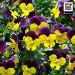 hoa pansy viola 4