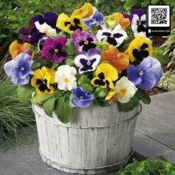 hoa pansy viola 5