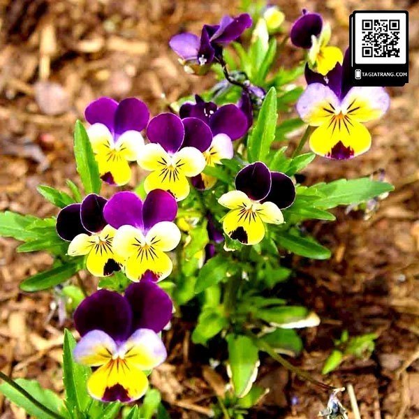 hoa pansy viola 8