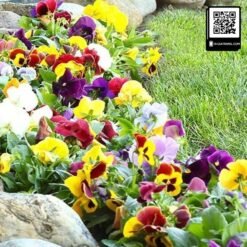 hoa pansy viola 9