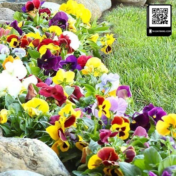 hoa pansy viola 9