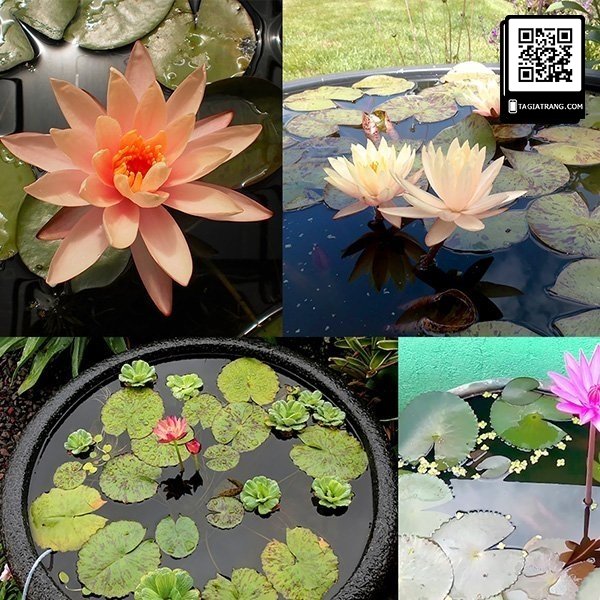Hạt giống hoa súng thái - Ảnh 12