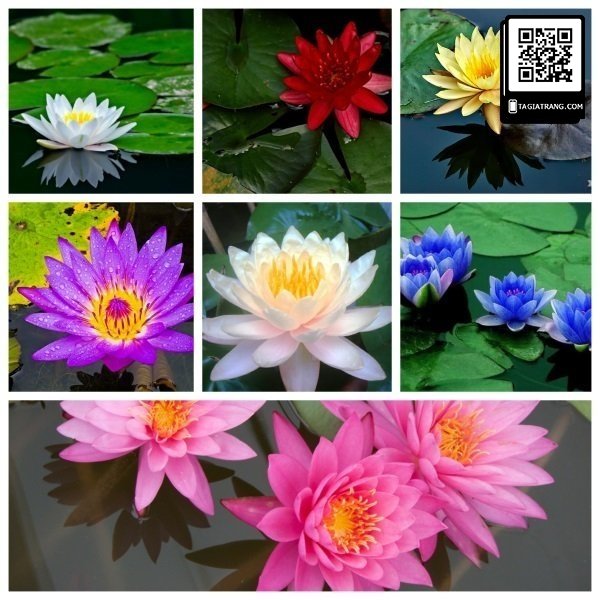 Hạt giống hoa súng thái