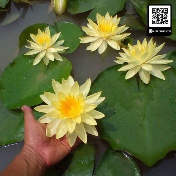 Hạt giống hoa súng thái - Ảnh 7
