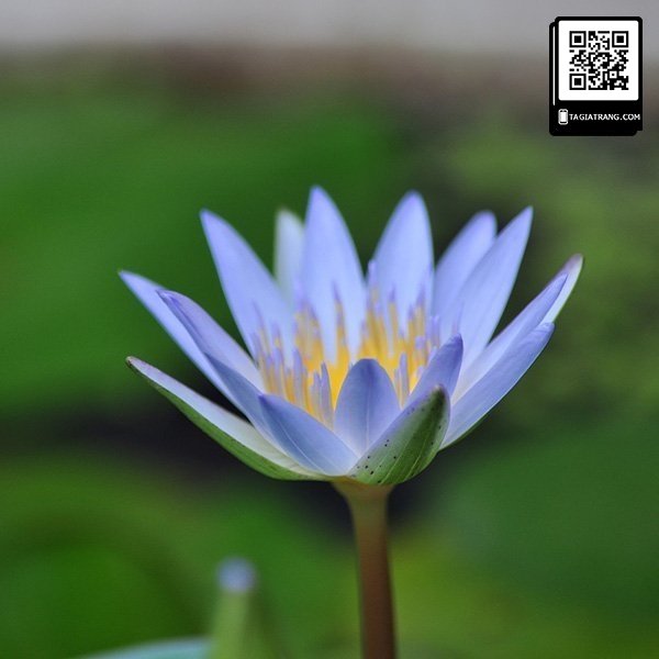 Hạt giống hoa súng thái - Ảnh 9