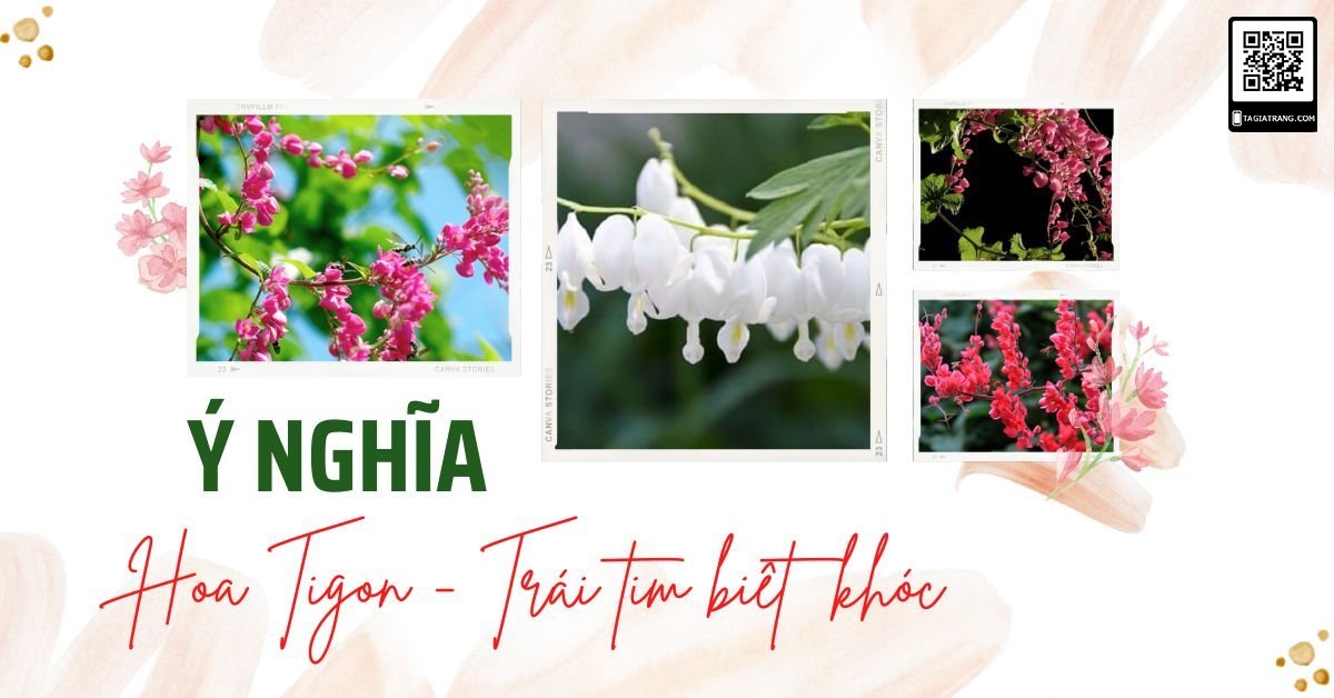Ý nghĩa của hoa Tigon – Trái tim biết khóc – Tạ Gia Trang