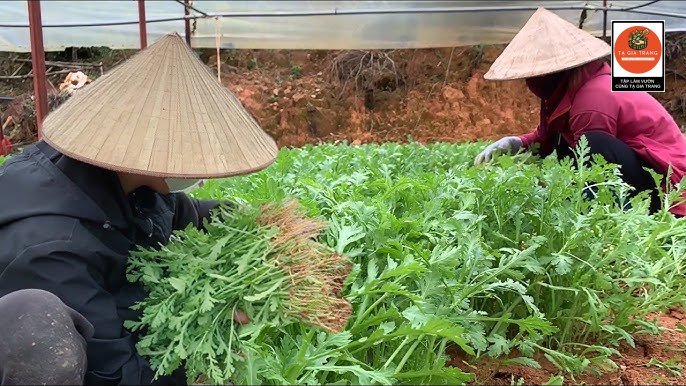 Hình ảnh thu hoạch cải cúc