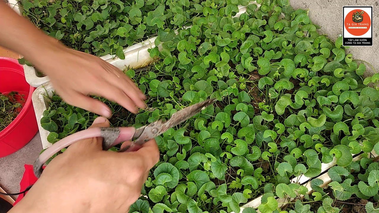 Hình ảnh thu hoạch rau má